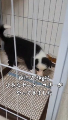 サークルの中を匂いを嗅いで歩き回る子犬