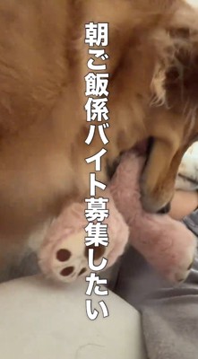 ベッドで横になっている飼い主の前にぬいぐるみを持ってくるゴールデンレトリバー