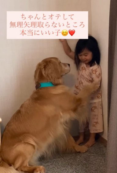 部屋に座るゴールデンレトリバーにオテをさせる幼い女の子