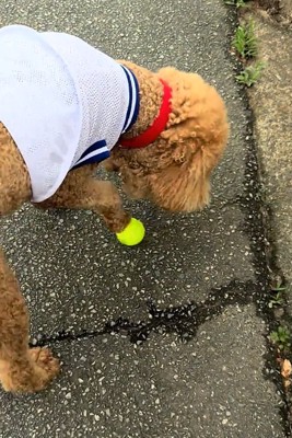 ボールと遊ぶ犬