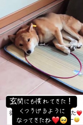 玄関で安心したように横になる犬