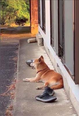 音楽に合わせて歌うコロちゃん3