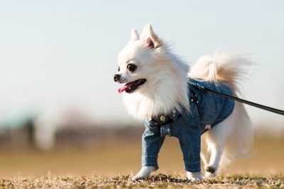 一点を見つめる犬