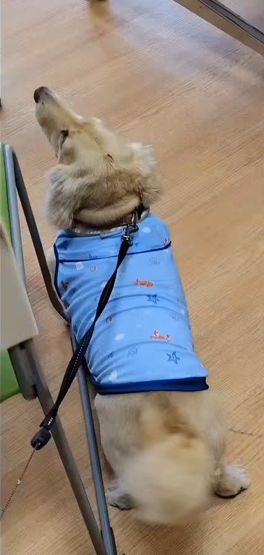 おばあちゃんに会いに来たラクちゃん8