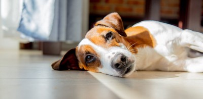 窓際で横になる犬