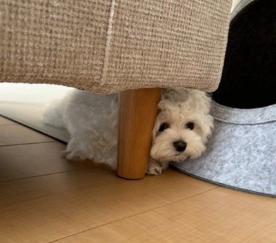 「遊んでほしいな」