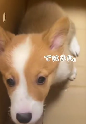 正面を見ている子犬