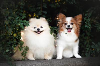 ポメラニアンとパピヨン