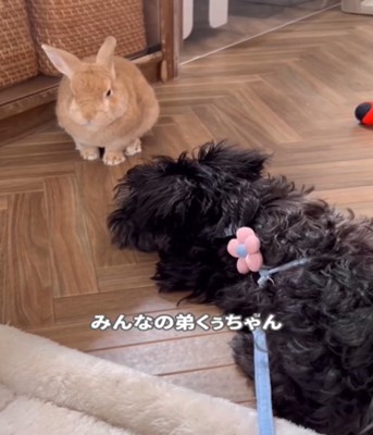 うさぎと犬