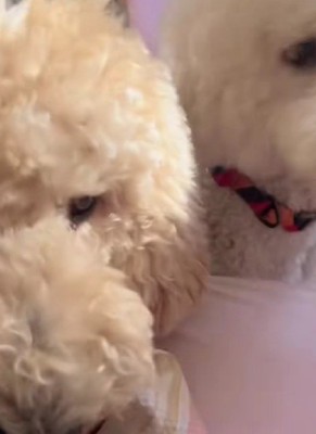 「もう朝だよ～！！」