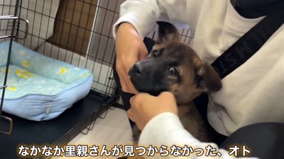 しゃがむ人と子犬