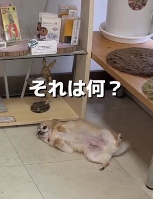 床で仰向けになる犬