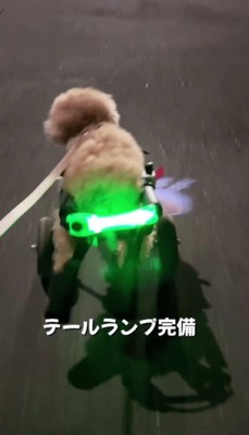 テールランプも付いてるよ♪