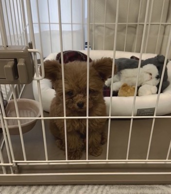 ケージの中で下を向く犬