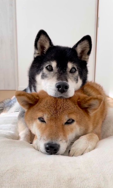 伏せた柴犬の頭に顎を乗せるように重なる別の柴犬