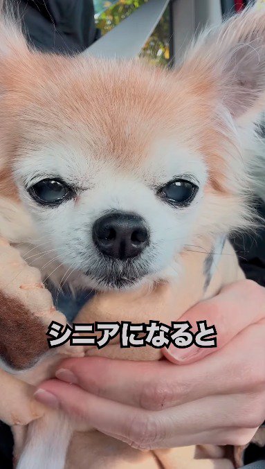 飼い主に抱っこされて目を細める犬