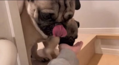 触れようと必死になる犬