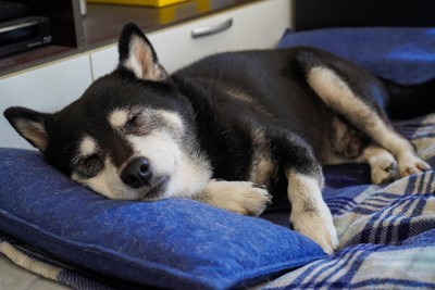眠るシニアの黒柴