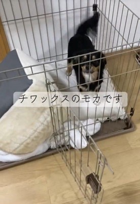 飼い主さんが帰宅したら…