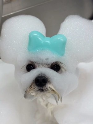 泡で遊ばれるぽんずくん