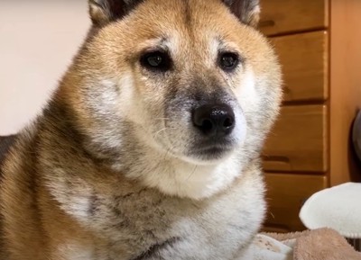 伏せた犬のアップ4:27