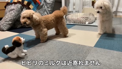 動く犬のおもちゃを見たいちごちゃん＆ミルクくん5