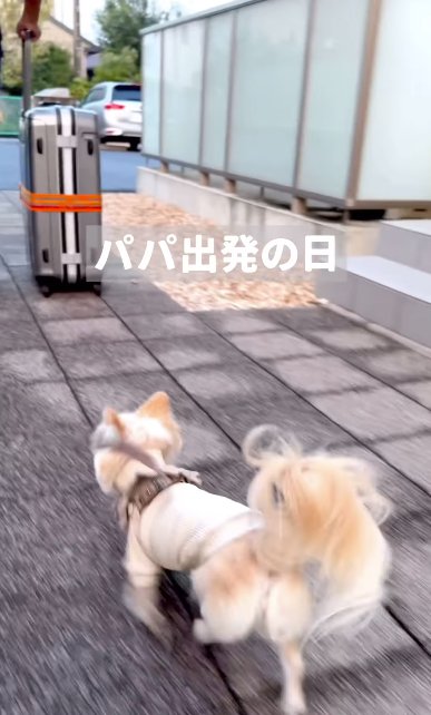 男性を追いかけるチワワ