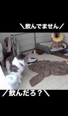水を飲んだことをごまかそうとする子犬
