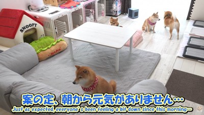 翌朝になっても、みんなしょんぼり!