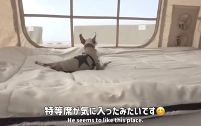 ベッドの上から海を眺める犬