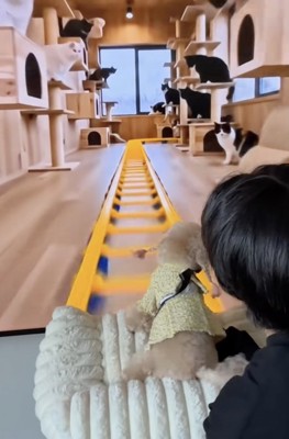 猫、大量発生中