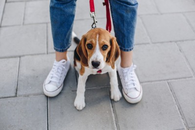 足の間でおすわりをする犬