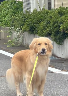 不満げに立ち止まる犬