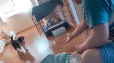 ボールをとってくる子犬