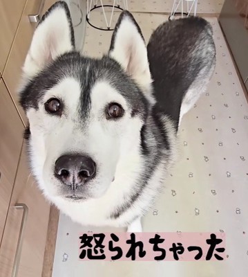 怒られてションボリ