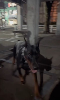 遠吠えを聞いたワンコたちの反応⑩