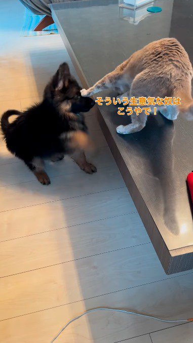 子犬の顔に乗せた前足を伸ばす猫