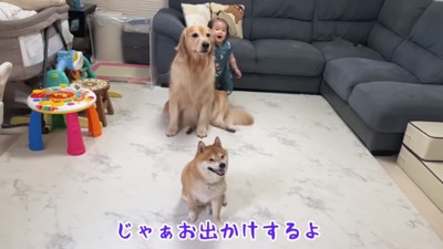 お出かけに嬉しそうな2匹とほのちゃん