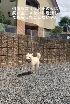 親戚のおじさんを見送るおもちちゃん3
