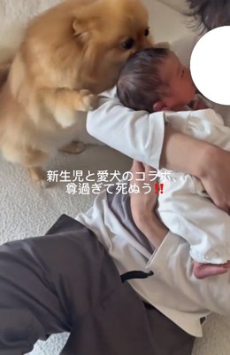 前のめりなハニちゃん