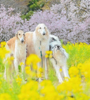 あまり協調性がない性格