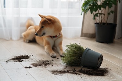 植木鉢を倒した柴犬