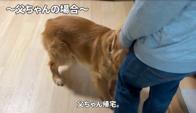 お出迎えする大型犬