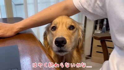 上目遣いにパパを見るおからちゃん