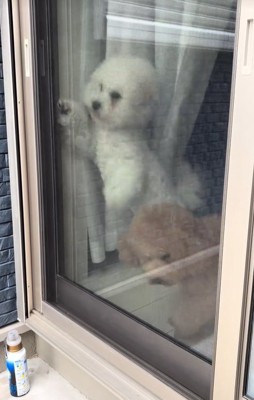 飼い主の帰りを喜ぶ小型犬