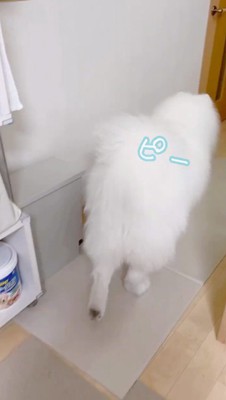 鳴き声をあげながら部屋の中を歩く犬