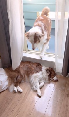 ベランダから戻れないガルチェロくん2