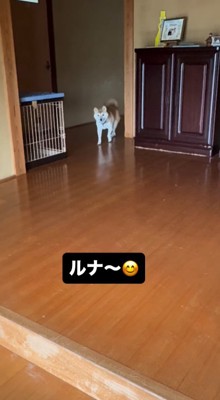 廊下で立ち止まる犬