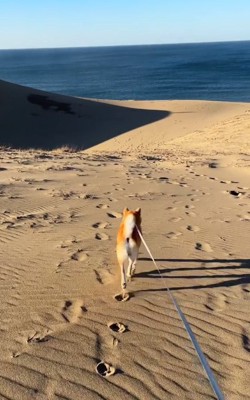 砂丘を散歩する柴犬