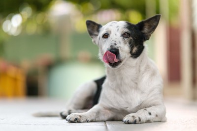 自分の鼻を舐める犬